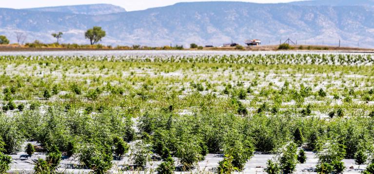 Hemp Field 