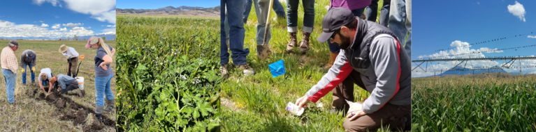 Four photos: a group of producers stand in a field while a trench is dug for a soil moisture monitor, a lush green field with cover crops, a CSHP employee kneels in a field to show onlookers the soil, a corn field with a pivot with mountains in the bacground