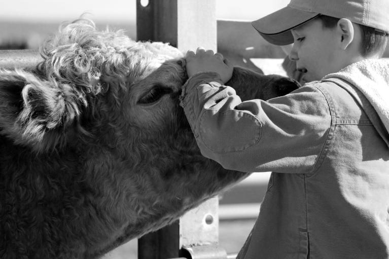 Boy pets a friendly cow through the fence, photo by Sherry Dreher.