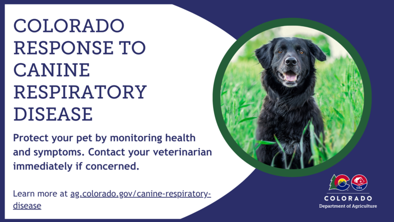 Black lab in canine respiratory disease warning
