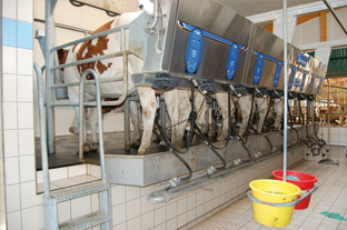 Dairy Milking Parlor