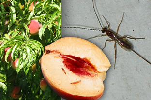 usda commercial biocontrol agents usda commercial biocontrol agents