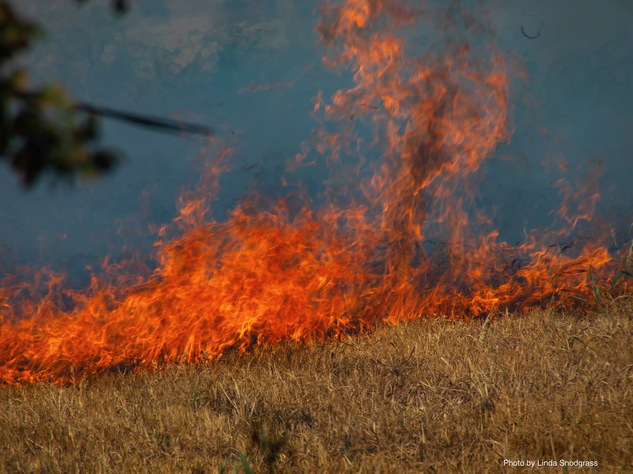 Flames burn on a field of dry grasses